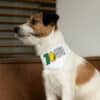 710 Pet Bandana Collar - Image 5
